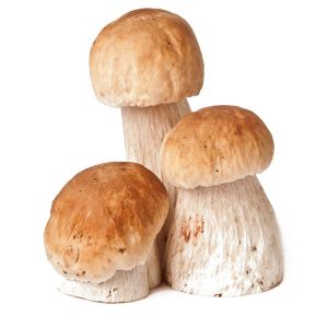 boletus fresco nacional